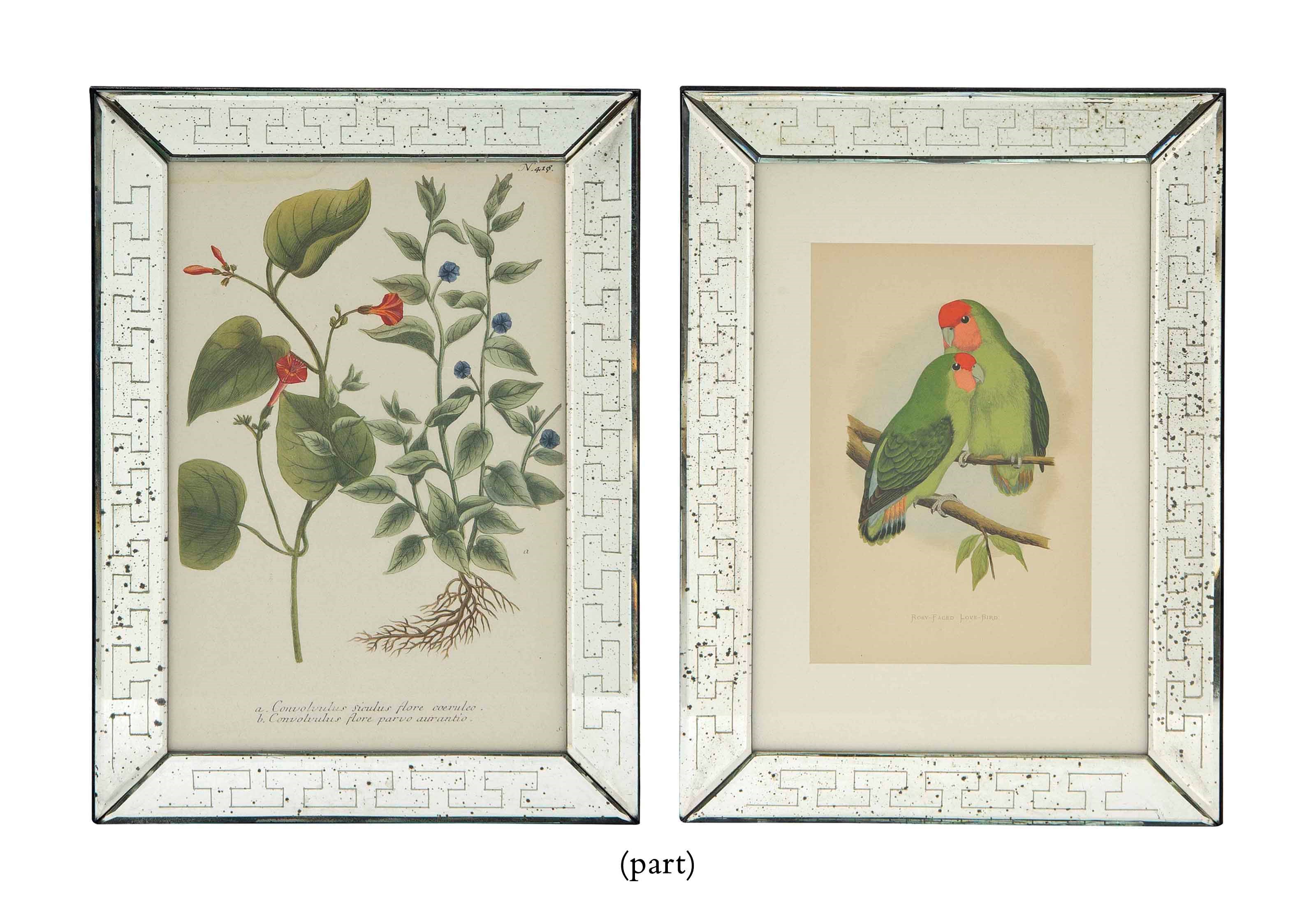 TWELVE COLOUR WOOD ENGRAVINGS FROM WILLIAM THOMAS GREENE'S 'PARROTS IN CAPTIVITY'