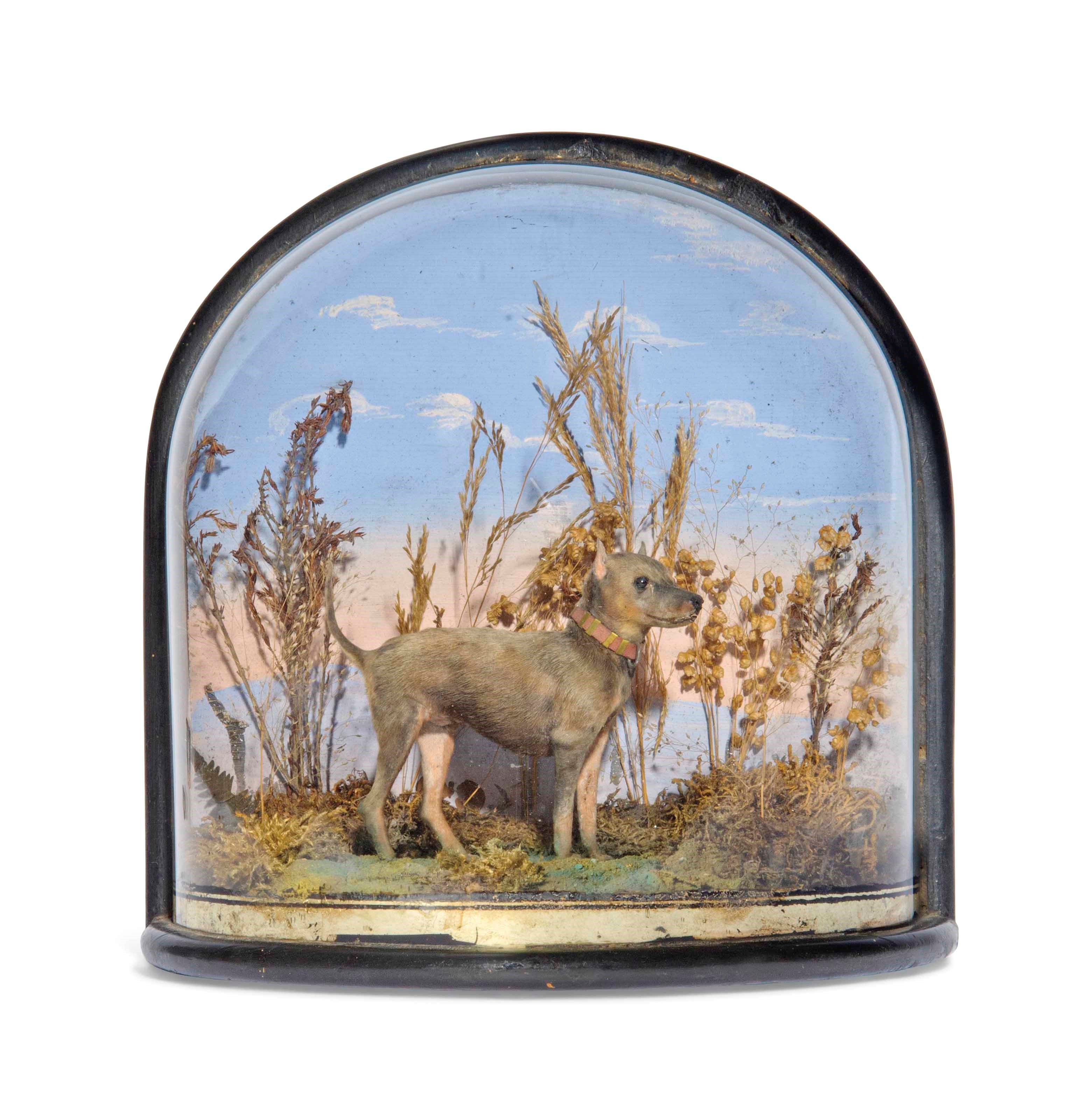 A VICTORIAN TAXIDERMY MINIATURE DOG, POSSIBLY THE EXTINCT ENGLISH WHITE TERRIER