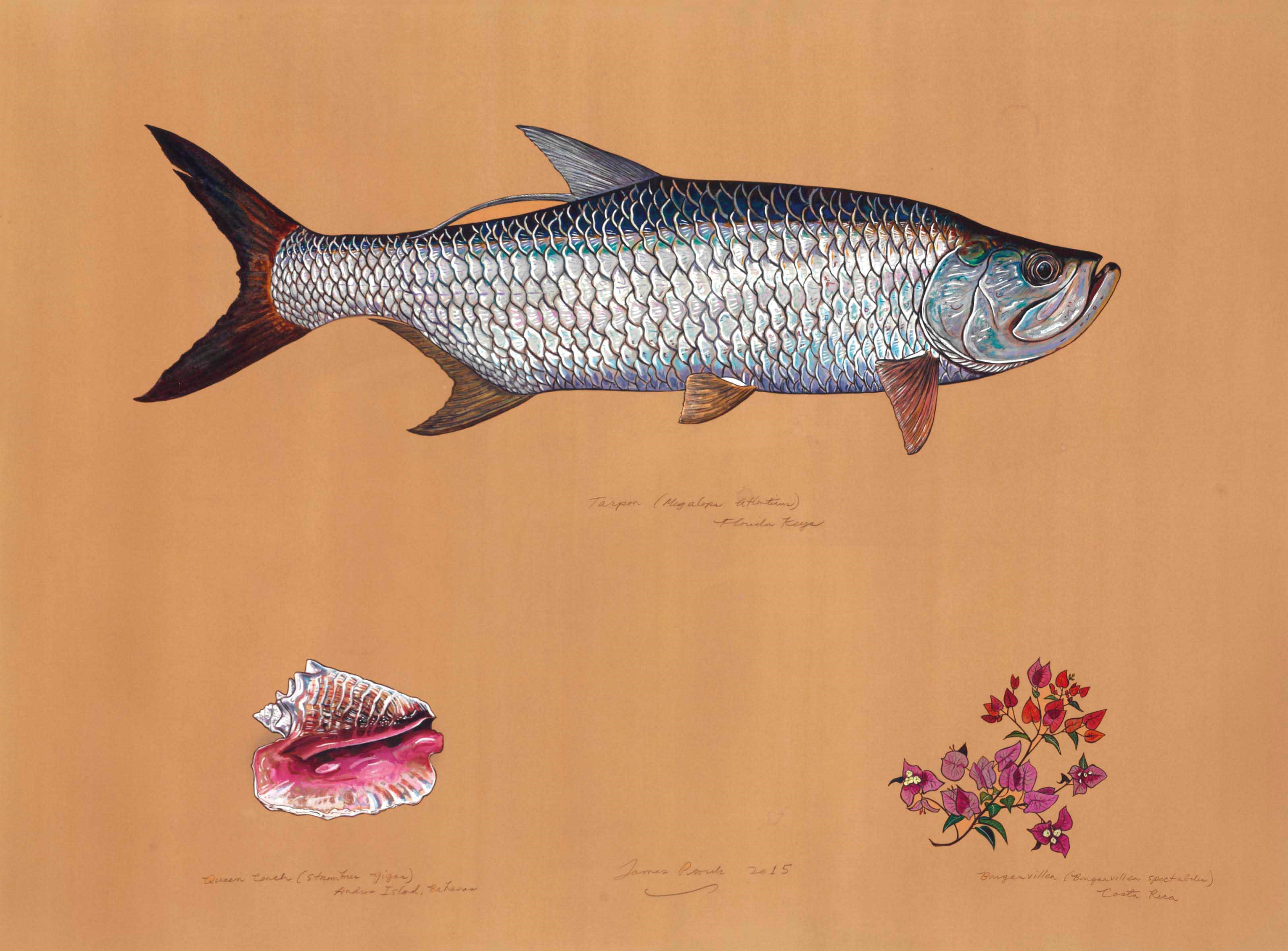 James Prosek (b. 1975)