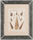 TWELVE ENGRAVINGS OF SHELLS