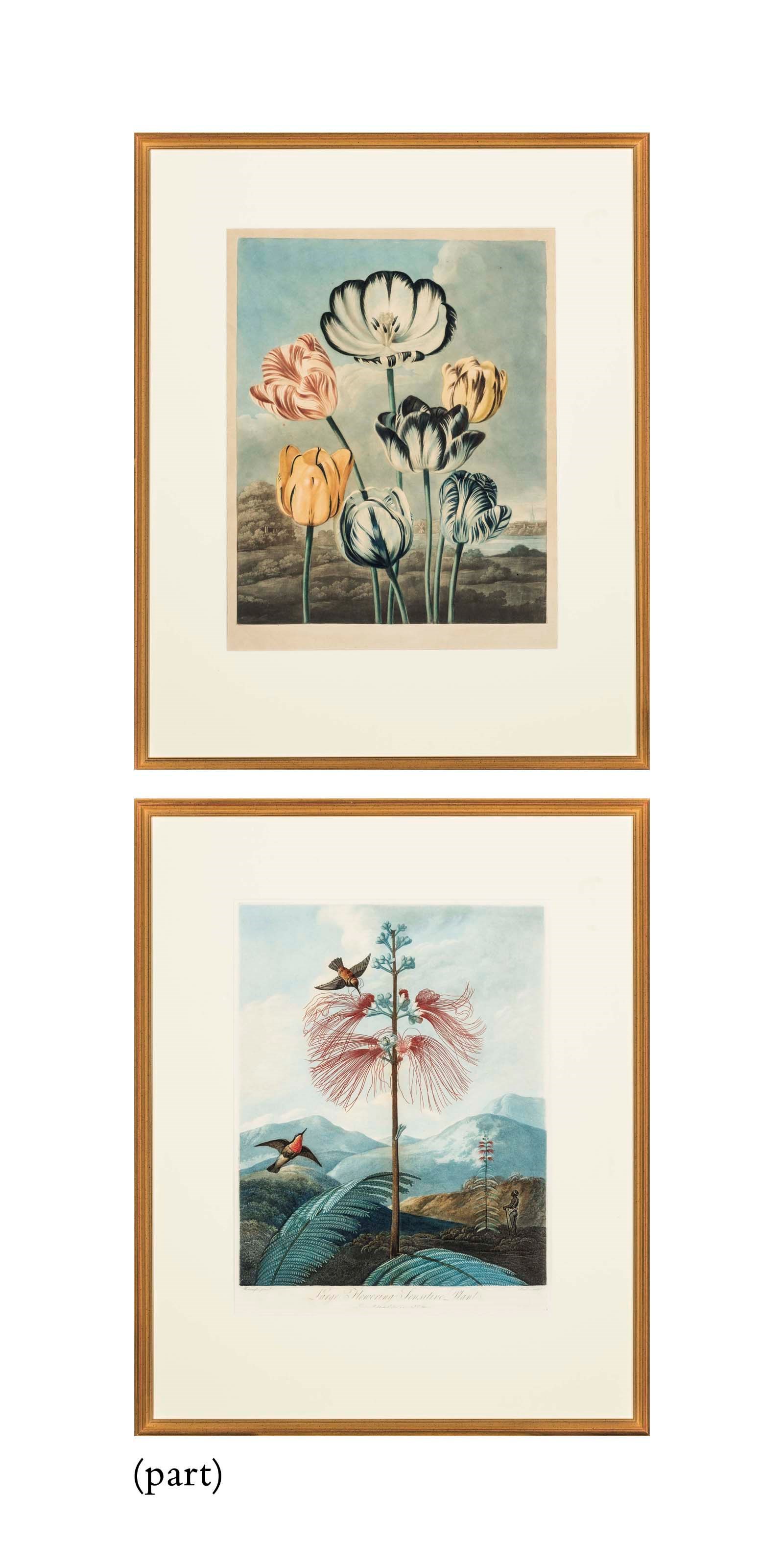 SIX AQUATINT AND MEZZOTINT FLOWERS FROM `THE TEMPLE OF FLORA'
