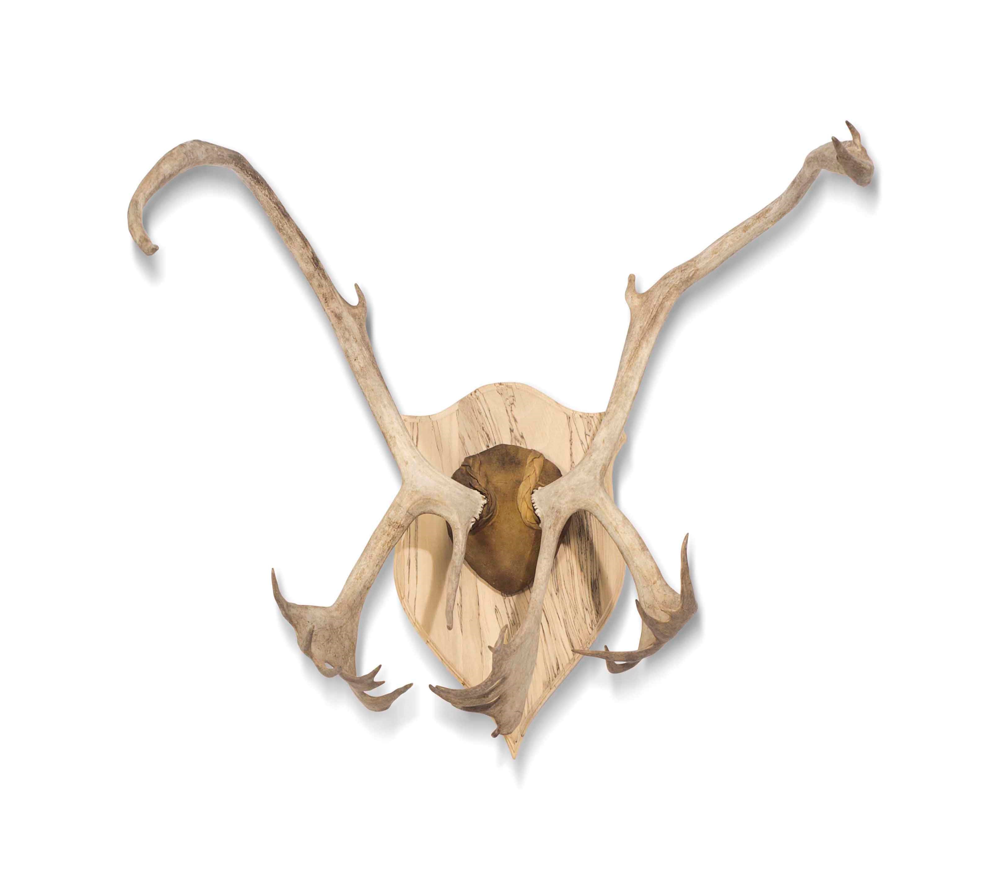 A CARIBOU ANTLER WALL TROPHY