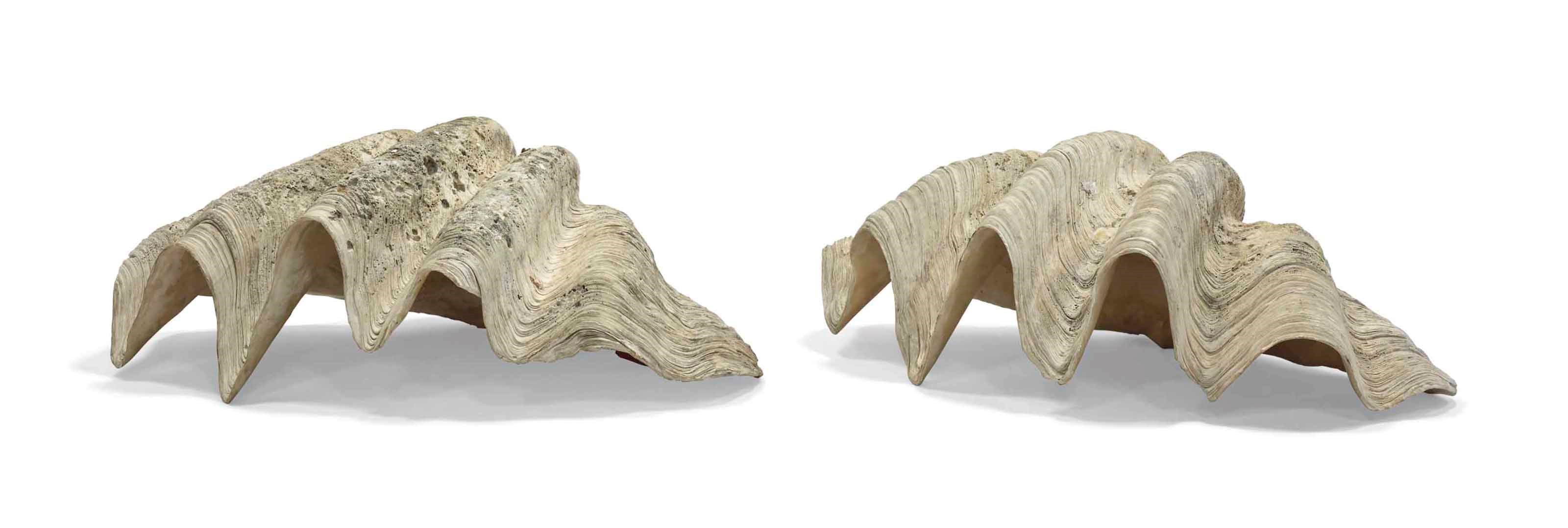 DEUX COQUILLAGES BENITIERS