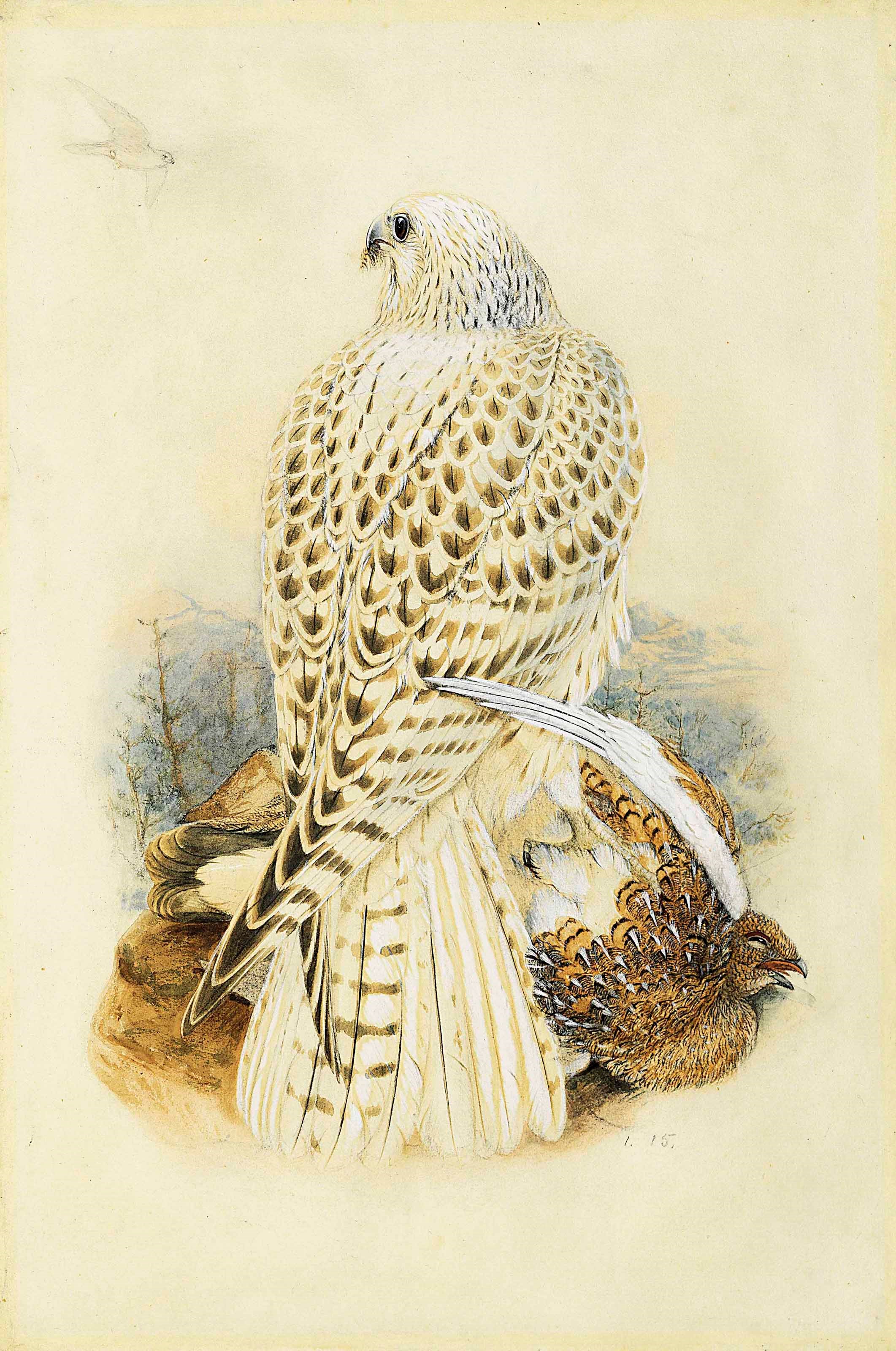 Joseph Wolf (1820-1899)