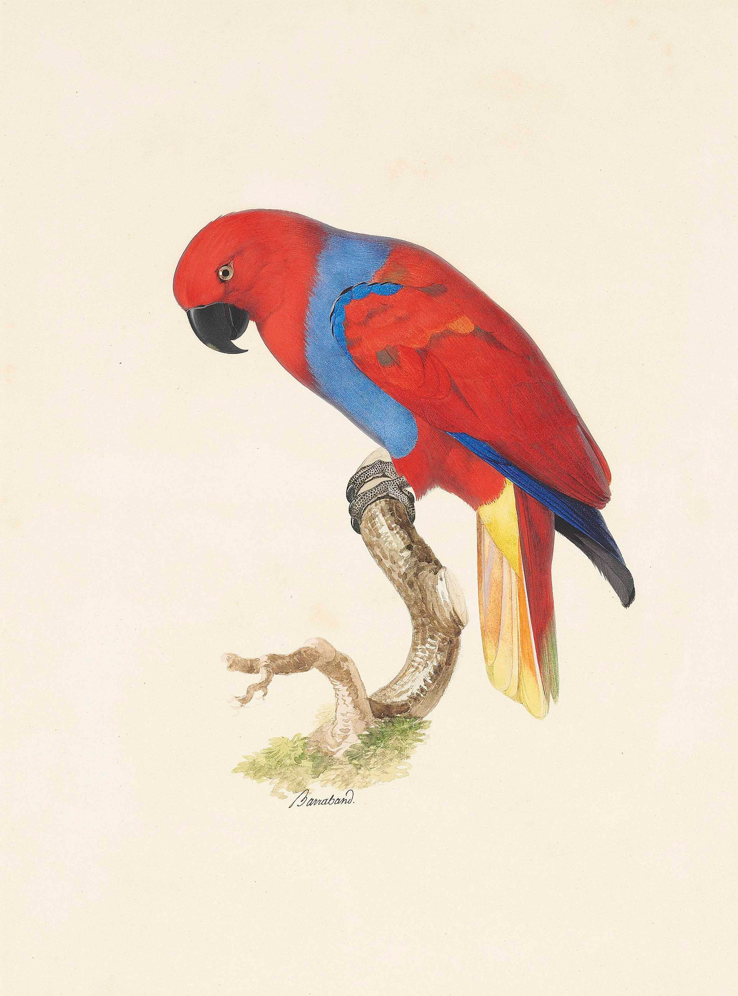 Jacques Barraband (1767-1809)