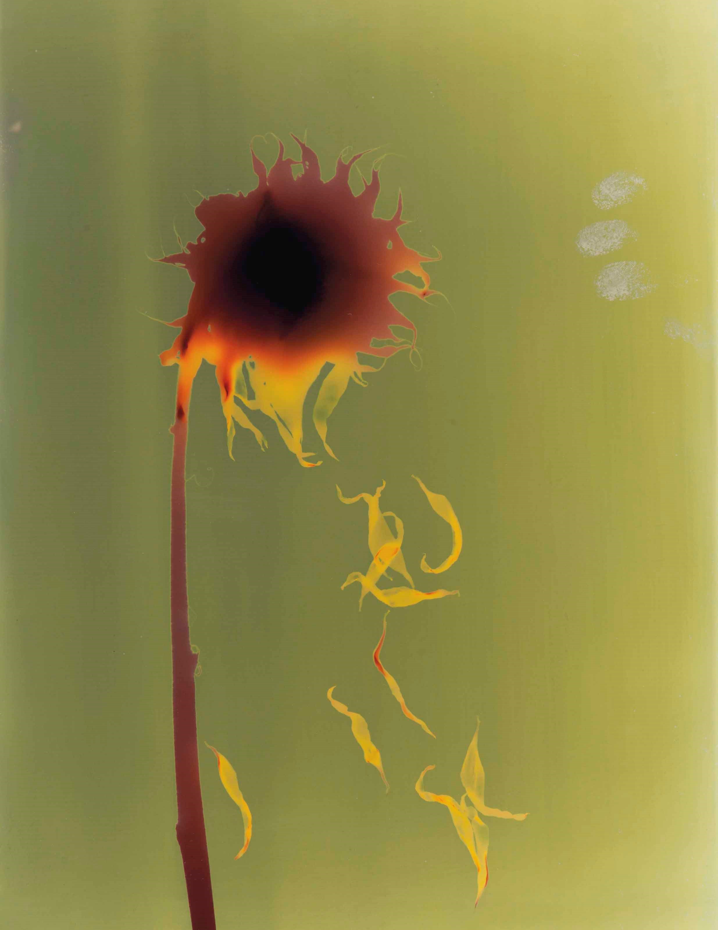 ADAM FUSS (B. 1961)