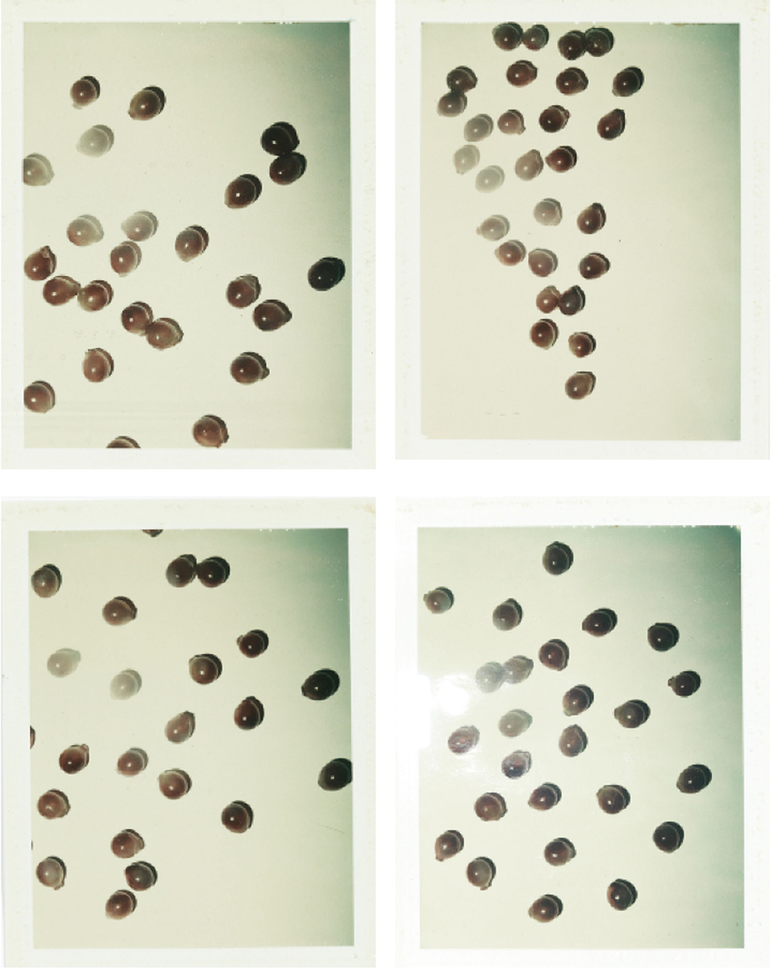 Andy Warhol (USA, 1928-1987)