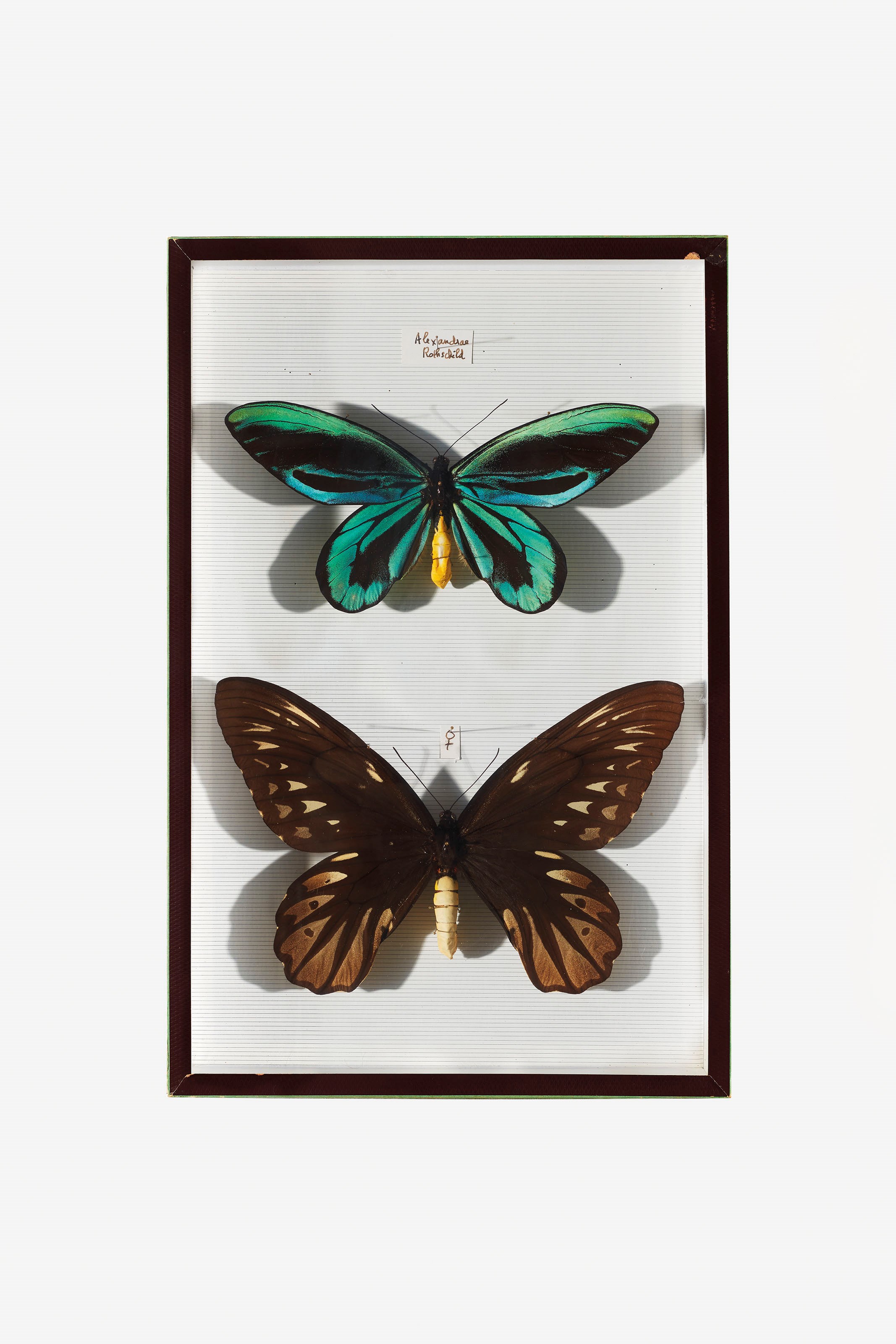 ORNITHOPTERA ALEXANDRAE COUPLE