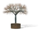 Ruth Asawa (1926-2013)
