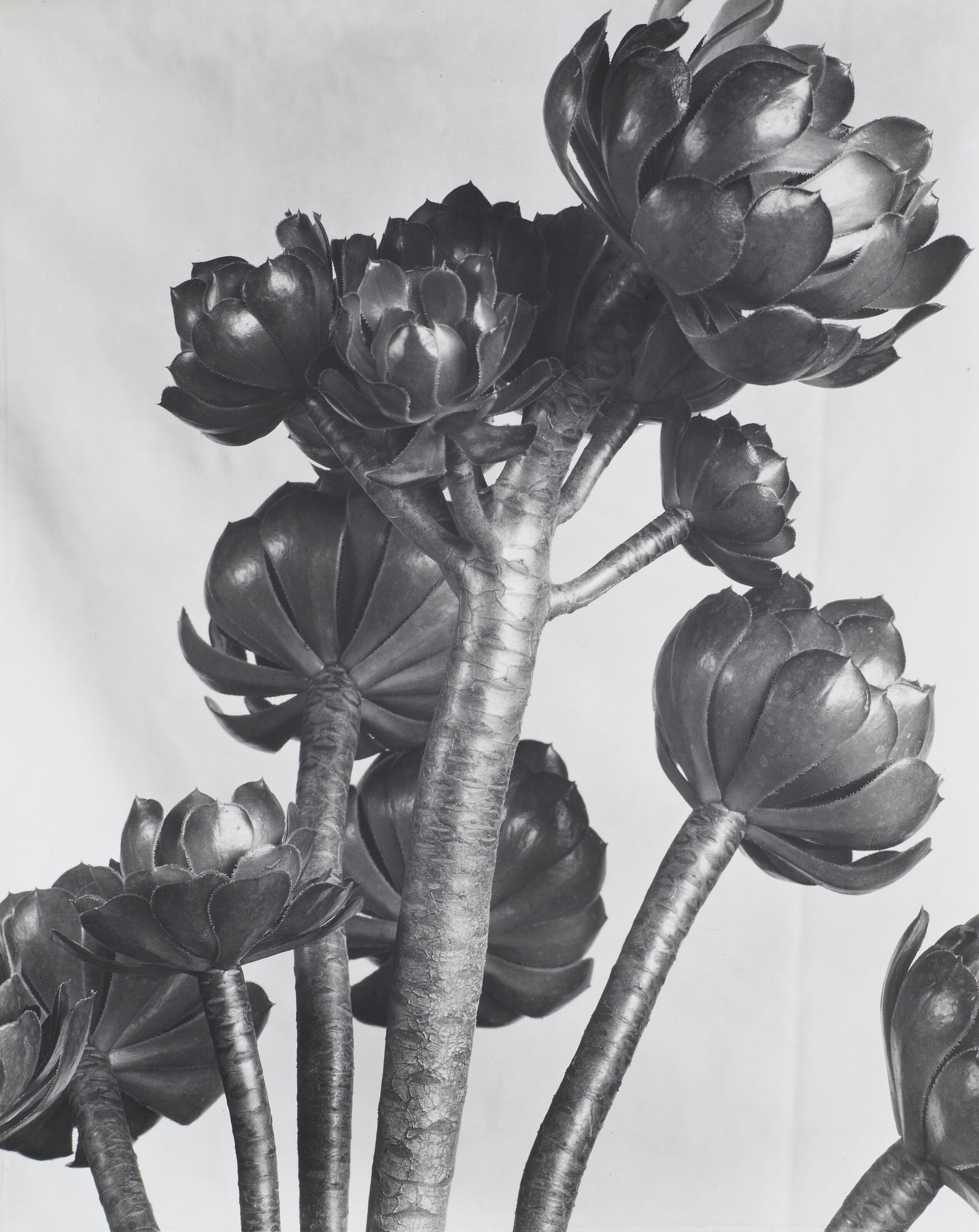 IMOGEN CUNNINGHAM (1883-1976)