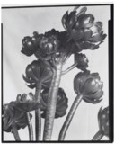 IMOGEN CUNNINGHAM (1883-1976)
